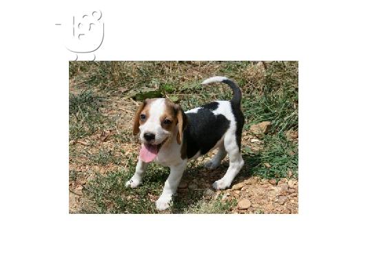 Beagle κουτάβι χρειάζεται ένα σπίτι